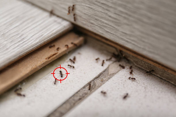 Best Exterminator Services  in Zuni Pueblo, NM