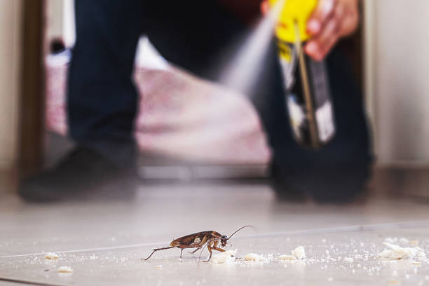 Best Pest Removal Services  in Zuni Pueblo, NM