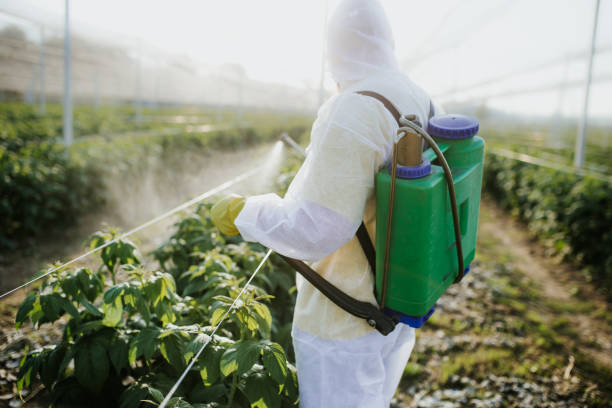 Best Mosquito Control Services  in Zuni Pueblo, NM